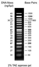 Load image into Gallery viewer, 50 bp DNA Ladder (ready to use)